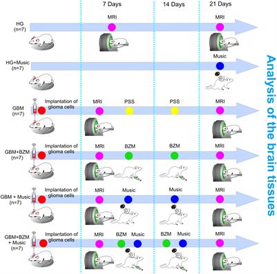 Music improves the therapeutic effects of bevacizumab in rats with glioblastoma: Modulation of drug distribution to the brain